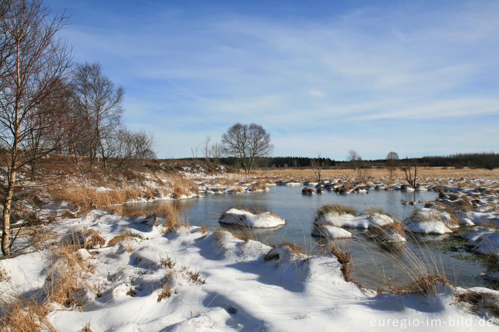 Detailansicht von Wasserrückstau im Brackvenn, Hohes Venn, Winter