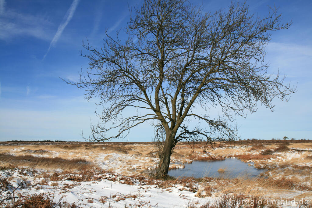 Detailansicht von Wasserrückstau im Brackvenn, Hohes Venn, Winter