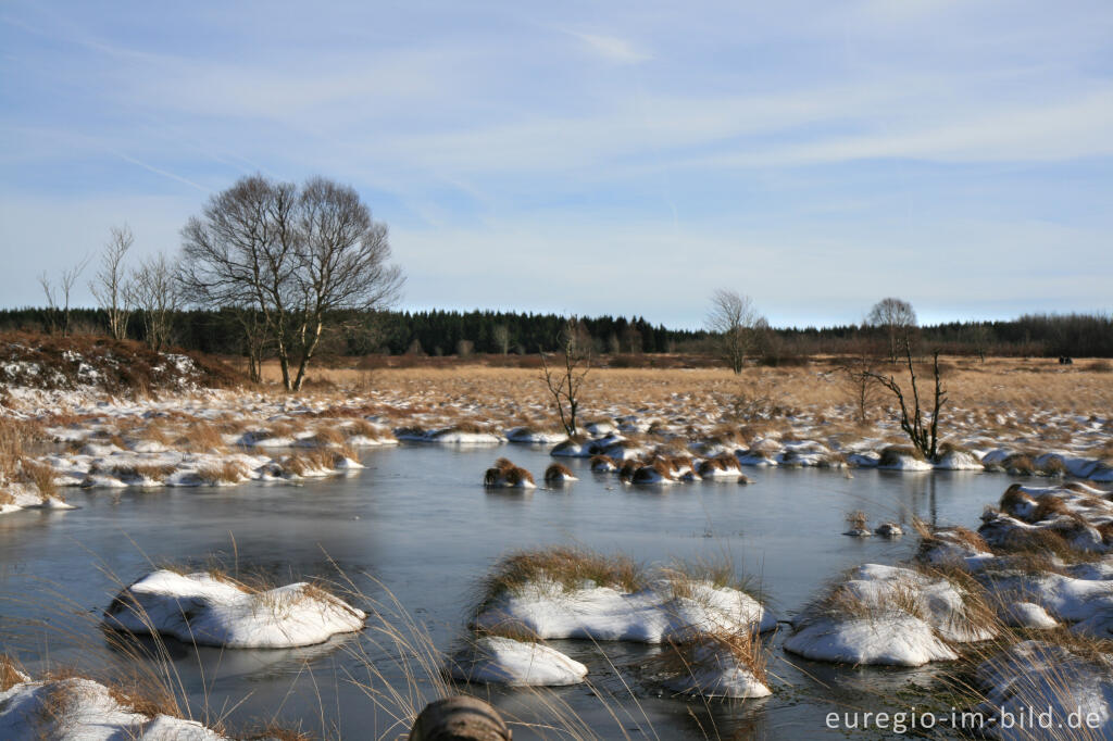 Detailansicht von Wasserrückstau im Brackvenn, Hohes Venn, Winter