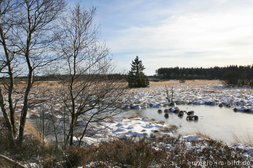 Detailansicht von Wasserrückstau im Brackvenn, Hohes Venn, Winter