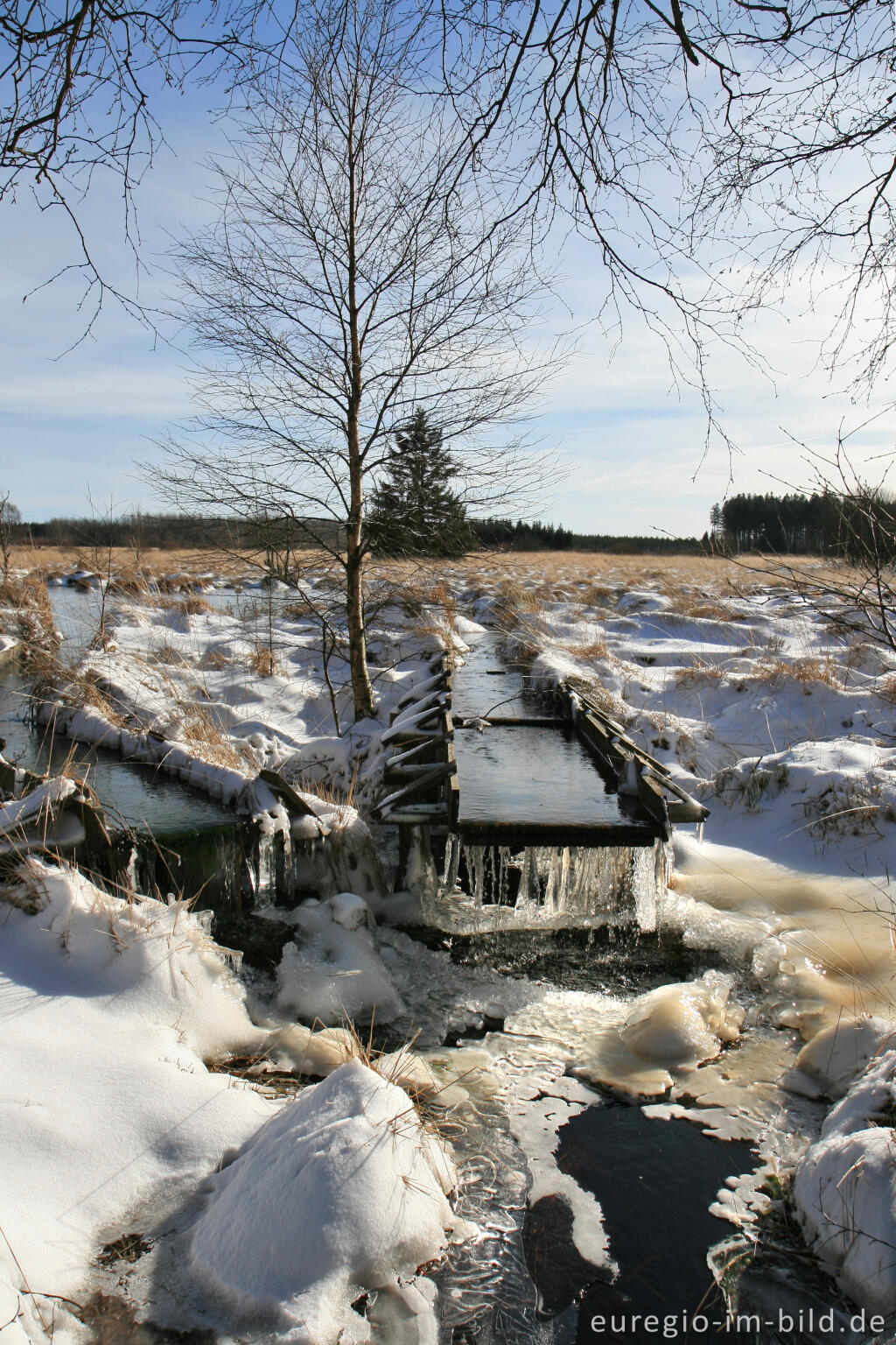 Detailansicht von Wasserrückstau im Brackvenn, Hohes Venn, Winter