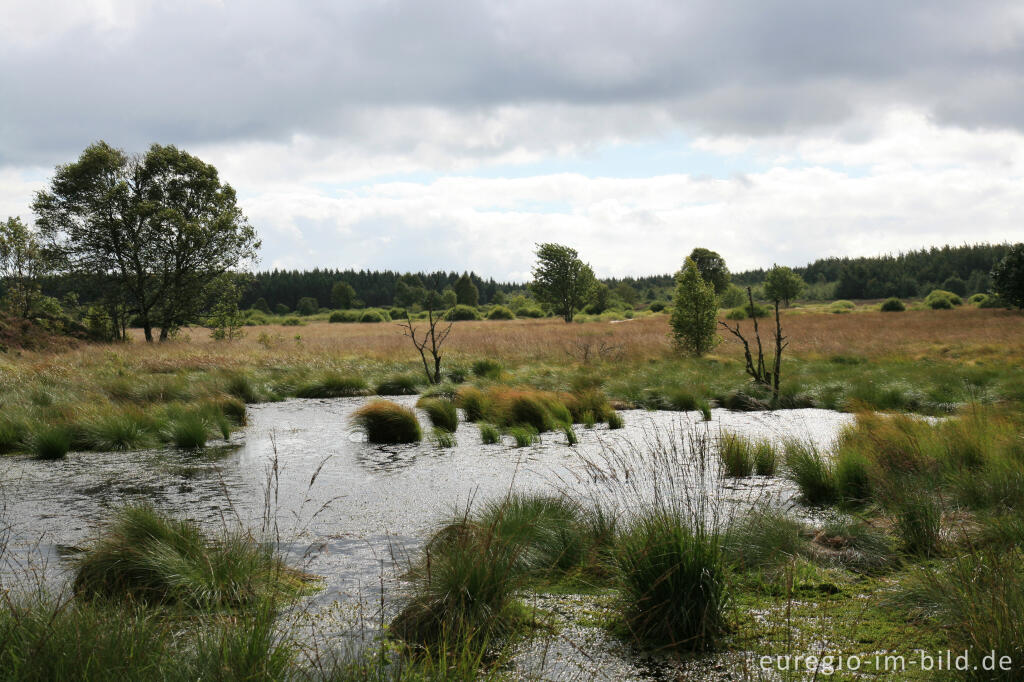 Detailansicht von Wasserrückstau im Brackvenn, Hohes Venn