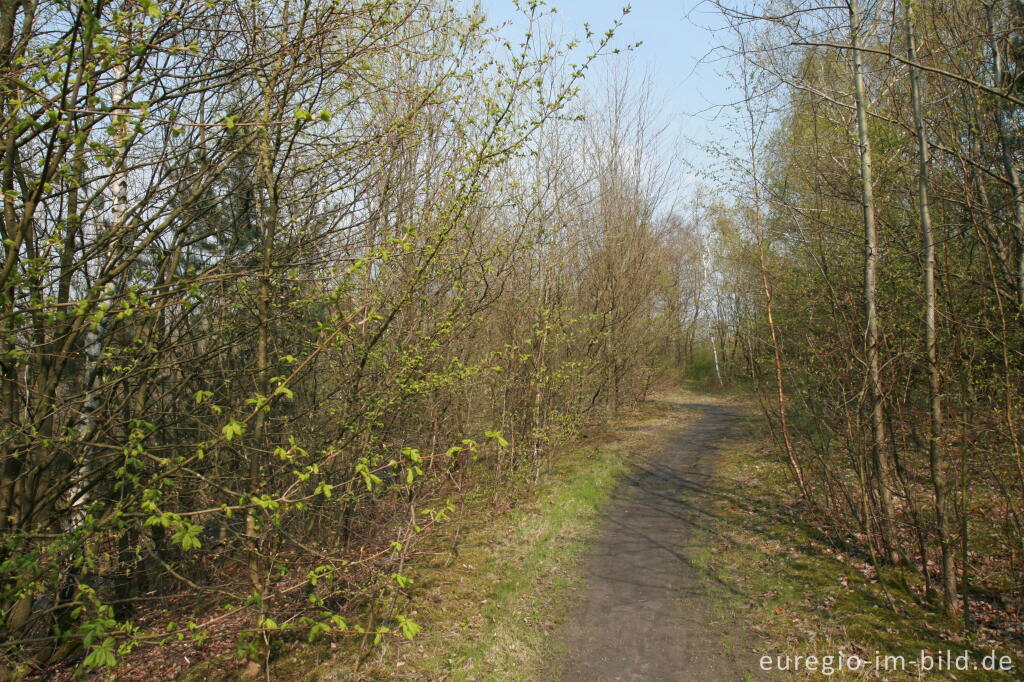 Detailansicht von Weg auf dem Wilhelminaberg, Park Gravenrode