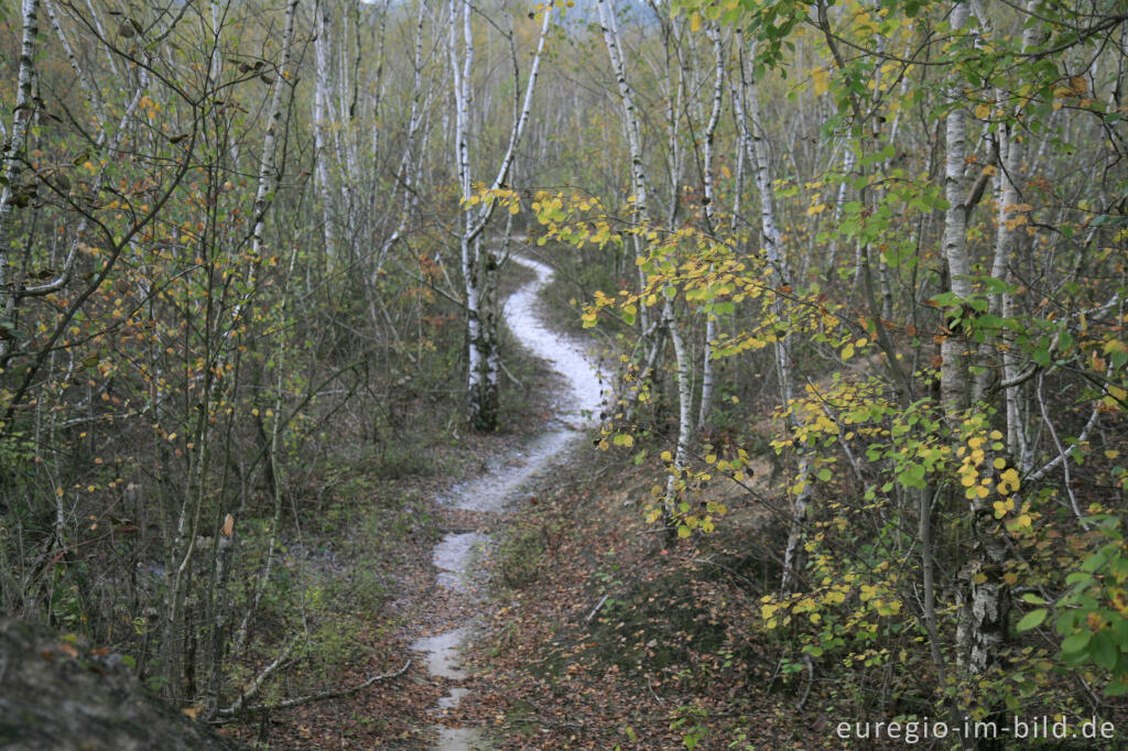 Detailansicht von Weg auf der weißen Kalkhalde, Wurmtal bei Würselen