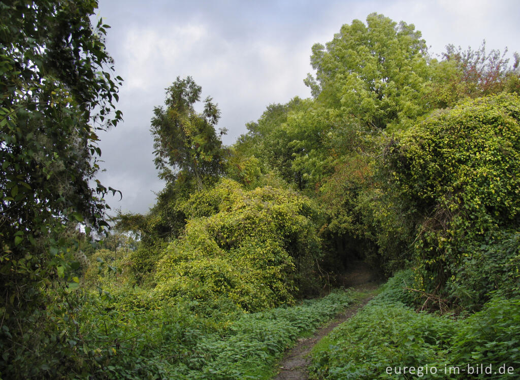 Detailansicht von Weg bei Orsbach