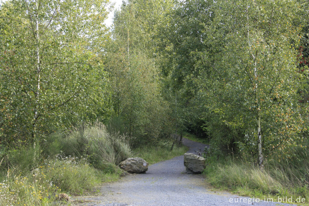 Detailansicht von Weg in der Nähe des Inselsees, Sophienhöhe