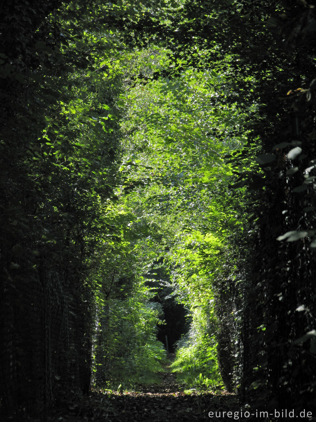 Detailansicht von Weg in der Soers bei Aachen