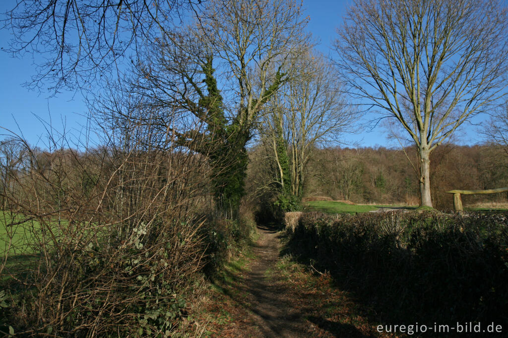 Detailansicht von Weg mit Hecke am Südhang des Schimperbos