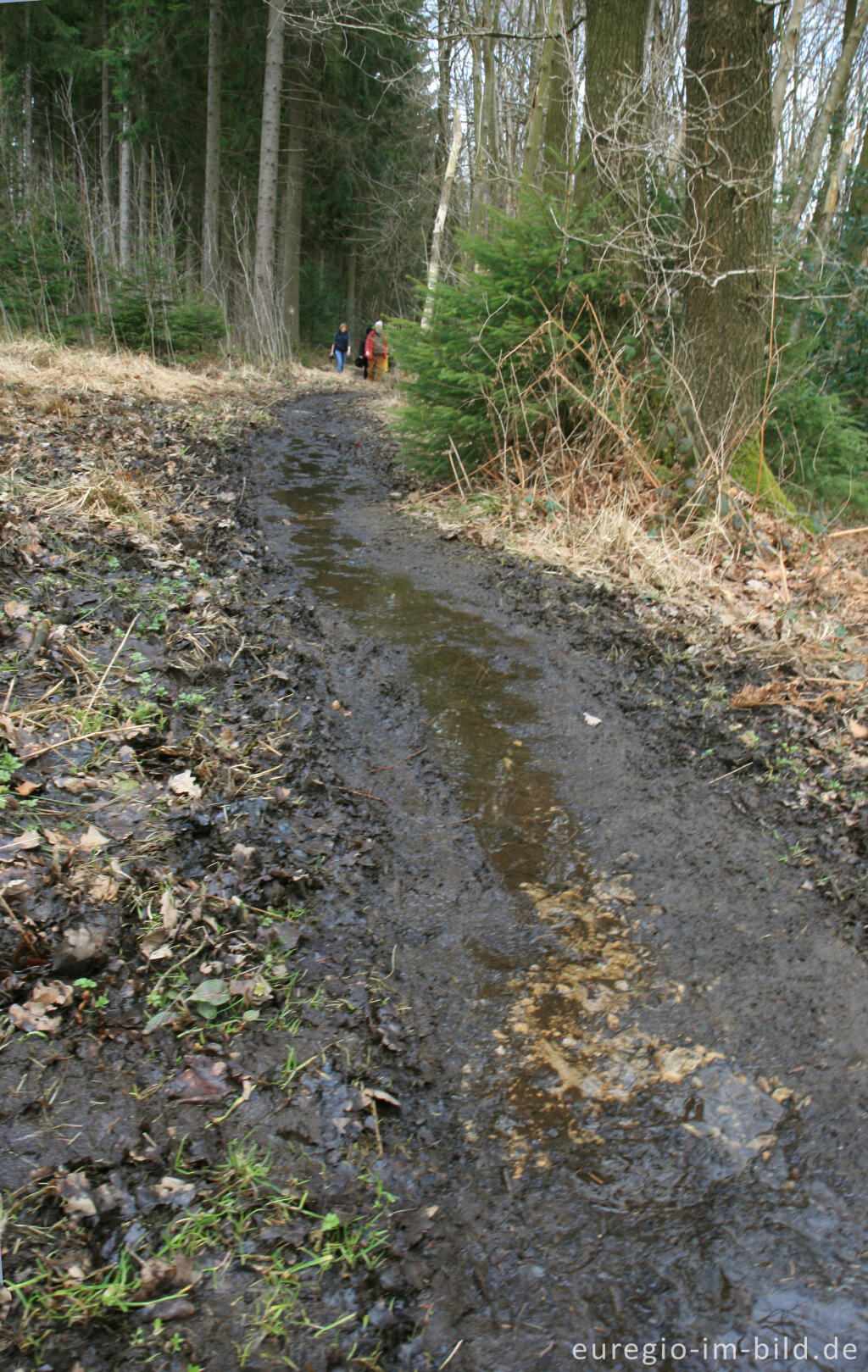 Detailansicht von Weg oder Bach?  Eifelsteig, 1. Etappe 