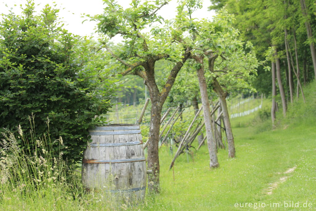 Detailansicht von Weg zu den Weinbergen von Wahlwiller