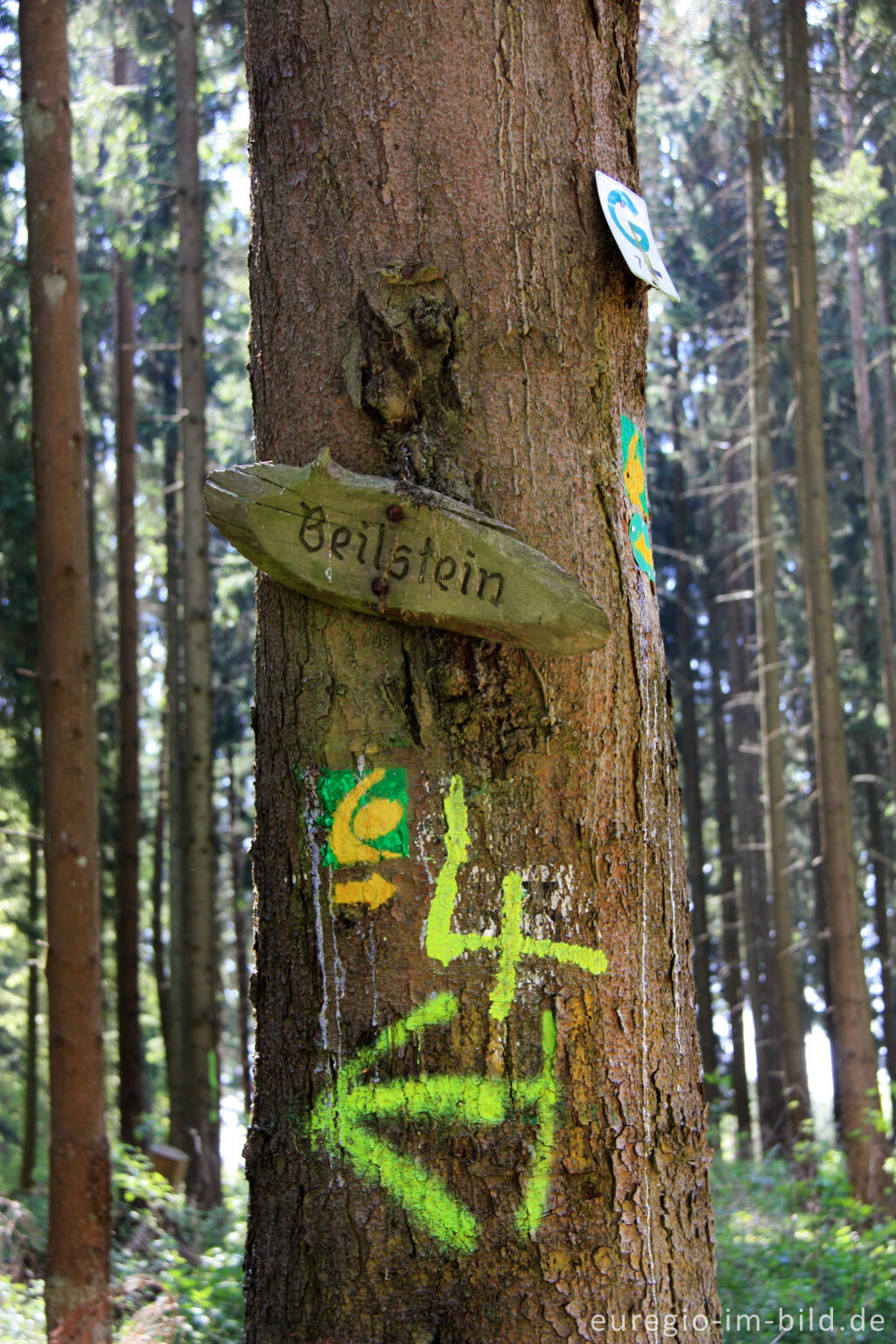 Detailansicht von Wegmarkierung auf dem Beilstein im Gerolsteiner Stadtwald