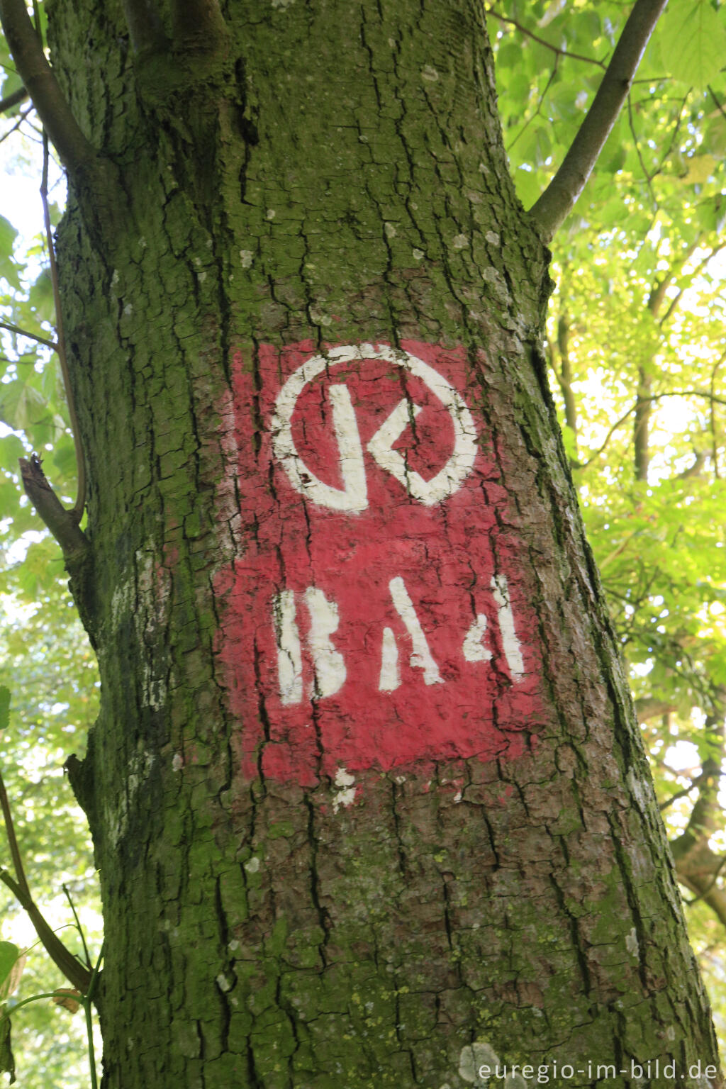 Detailansicht von Wegmarkierung Keltenweg, Baumallee von Bassenheim zum Karmelenberg