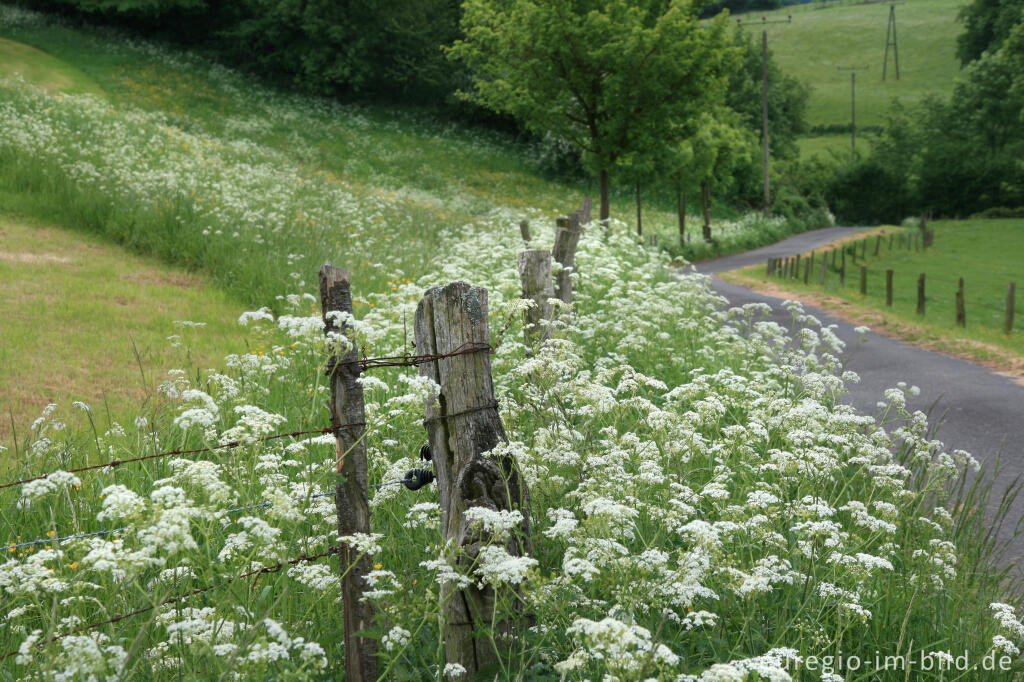 Detailansicht von Wegrain im Naturschutzgebiet Mönchsfelsen, Hahn bei Walheim