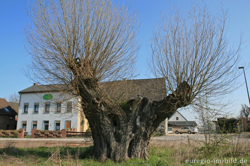 Detailansicht von Weide in Eich bei Aachen- Oberforstbach