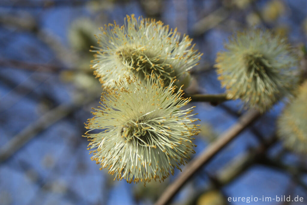 Detailansicht von Weidenkätzchen - die männlichen Blüten der Sal-Weide, Salix caprea