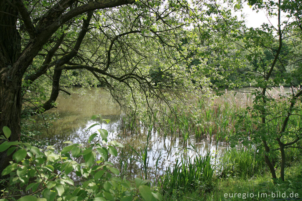 Detailansicht von Weiher auf dem Weißen Weg bei Ürsfeld