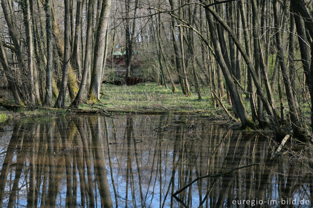 Detailansicht von Weiher beim Hitfelder Bach