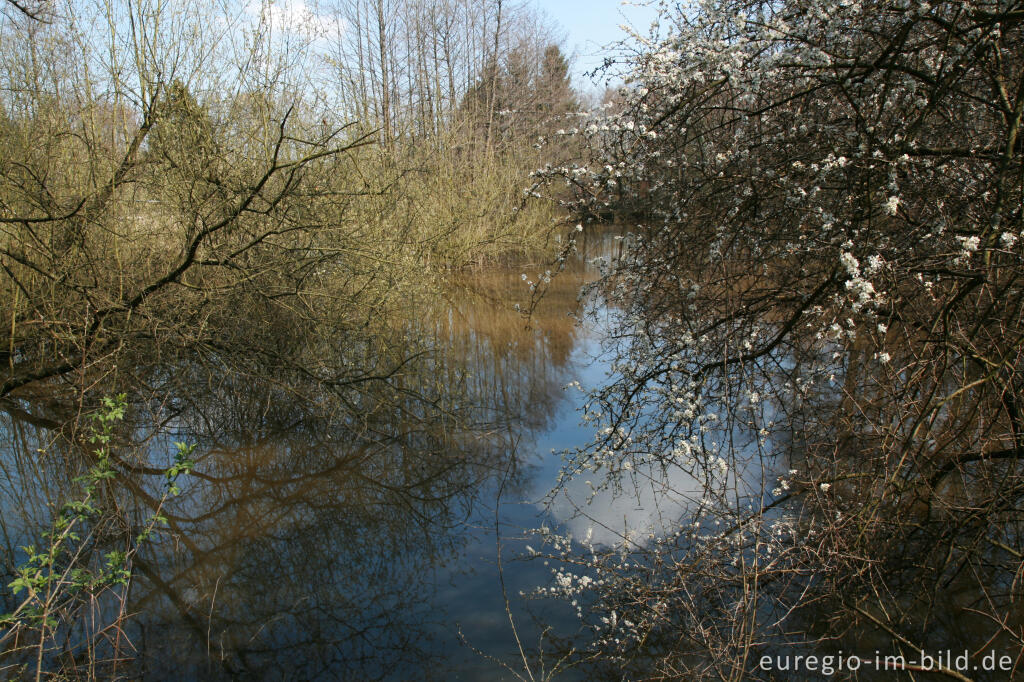 Detailansicht von Weiher beim Hitfelder Bach