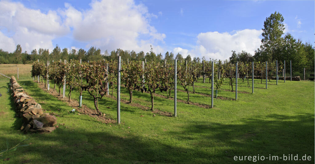 Detailansicht von Weinanbau auf der Sophienhöhe