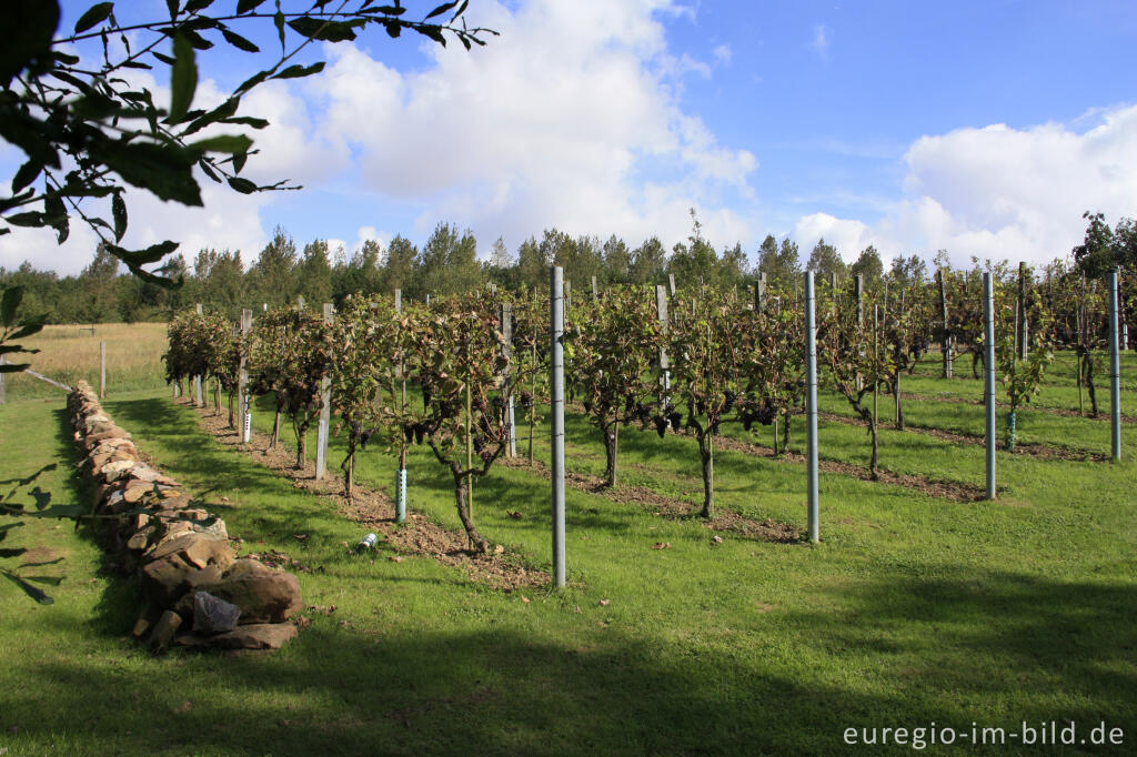 Detailansicht von Weinanbau auf der Sophienhöhe (Obstwiese)