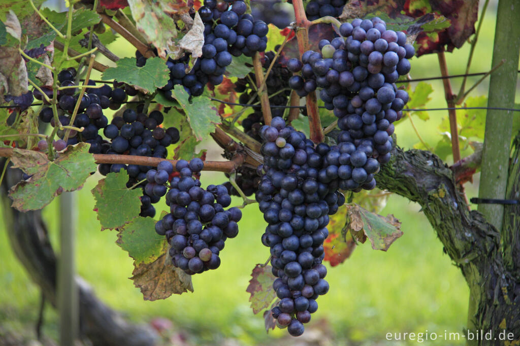 Detailansicht von Weinanbau auf der Sophienhöhe (Obstwiese)