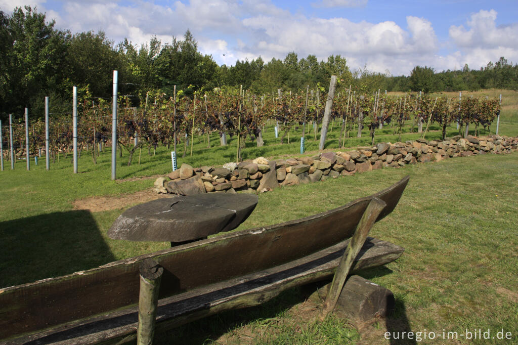 Weinanbau auf der Sophienhöhe (Obstwiese)