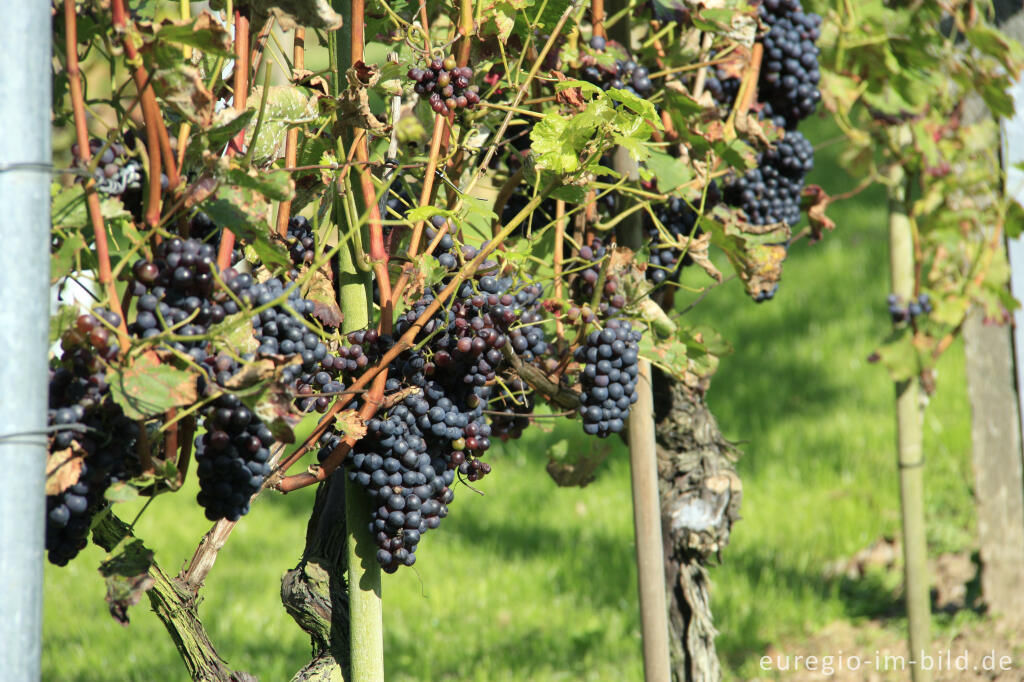 Detailansicht von Weinanbau auf der Sophienhöhe (Obstwiese)