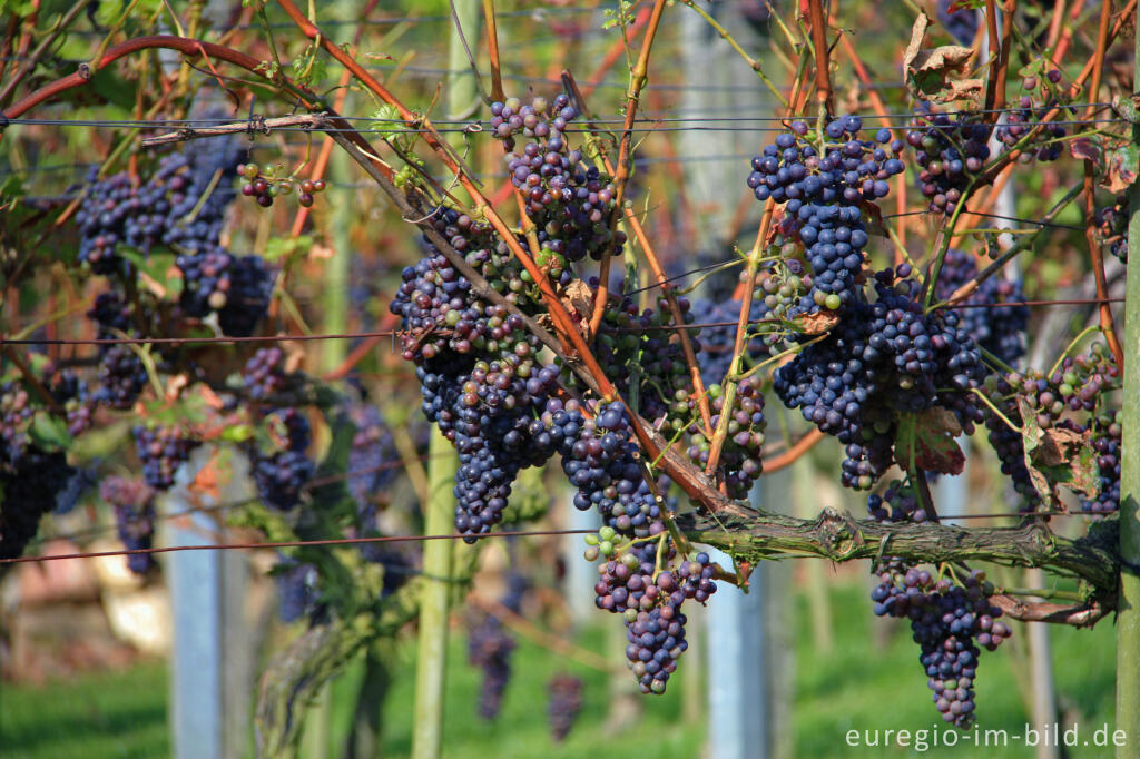 Weinanbau auf der Sophienhöhe (Obstwiese)