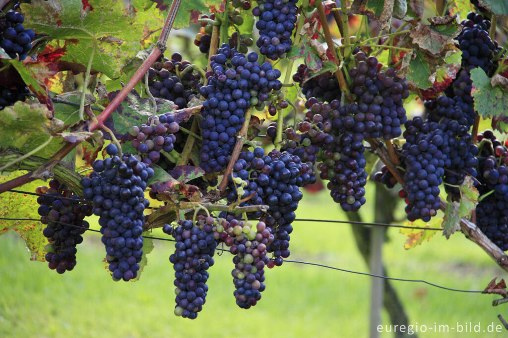 Weinanbau auf der Sophienhöhe (Obstwiese)