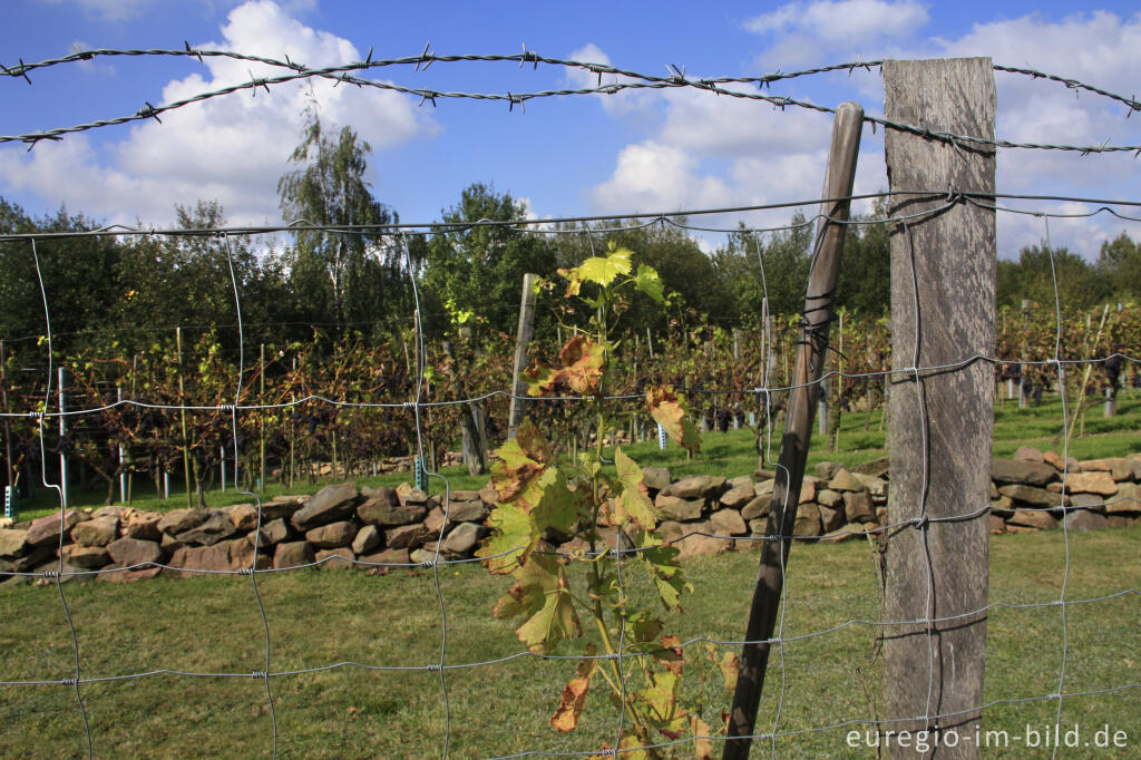 Detailansicht von Weinanbau auf der Sophienhöhe