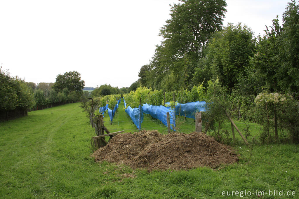 Detailansicht von Weinanbau bei Wahlwiller in Südlimburg