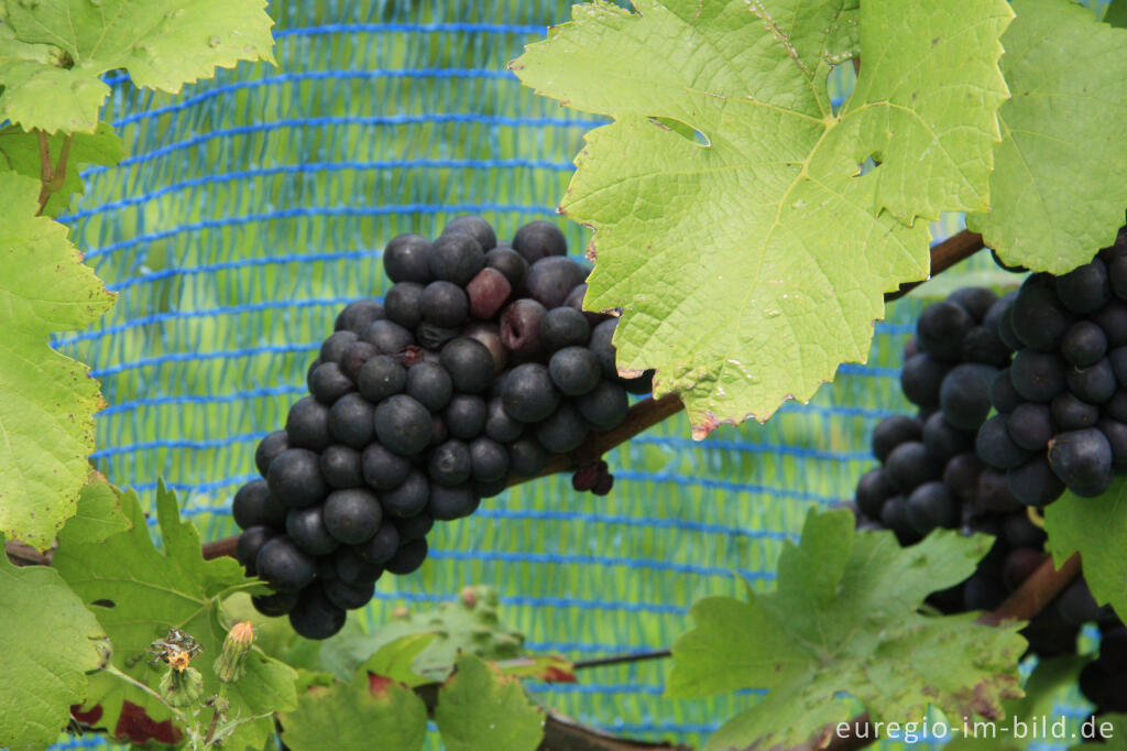 Detailansicht von Weinanbau bei Wahlwiller in Südlimburg