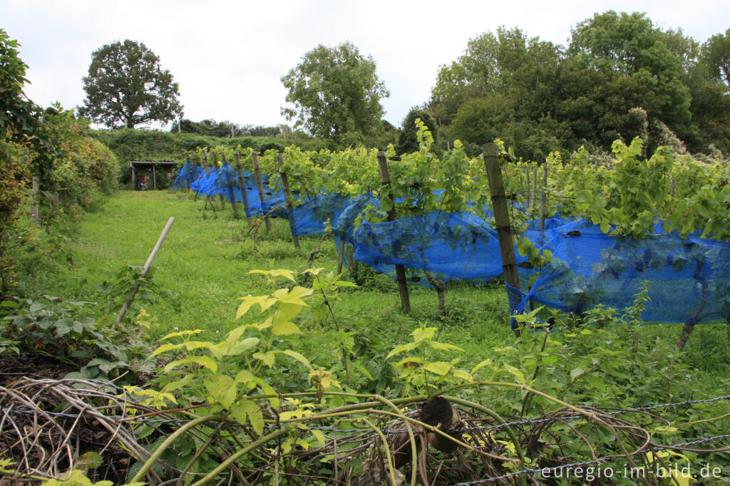 Detailansicht von Weinanbau bei Wahlwiller in Südlimburg