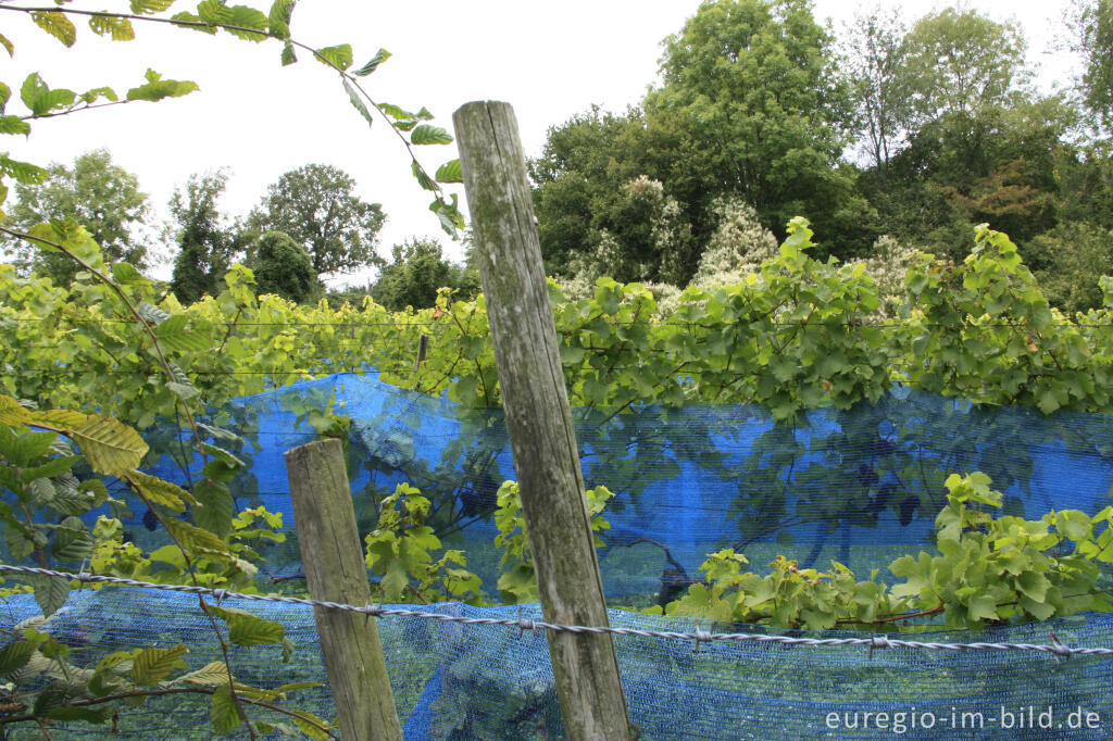 Detailansicht von Weinanbau bei Wahlwiller in Südlimburg