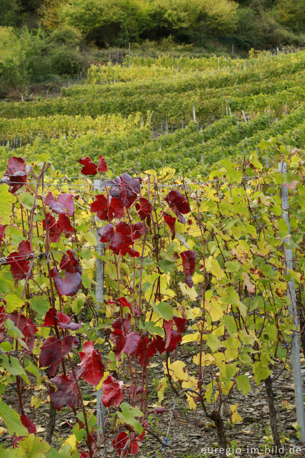 Detailansicht von Weinanbau im Ahrtal