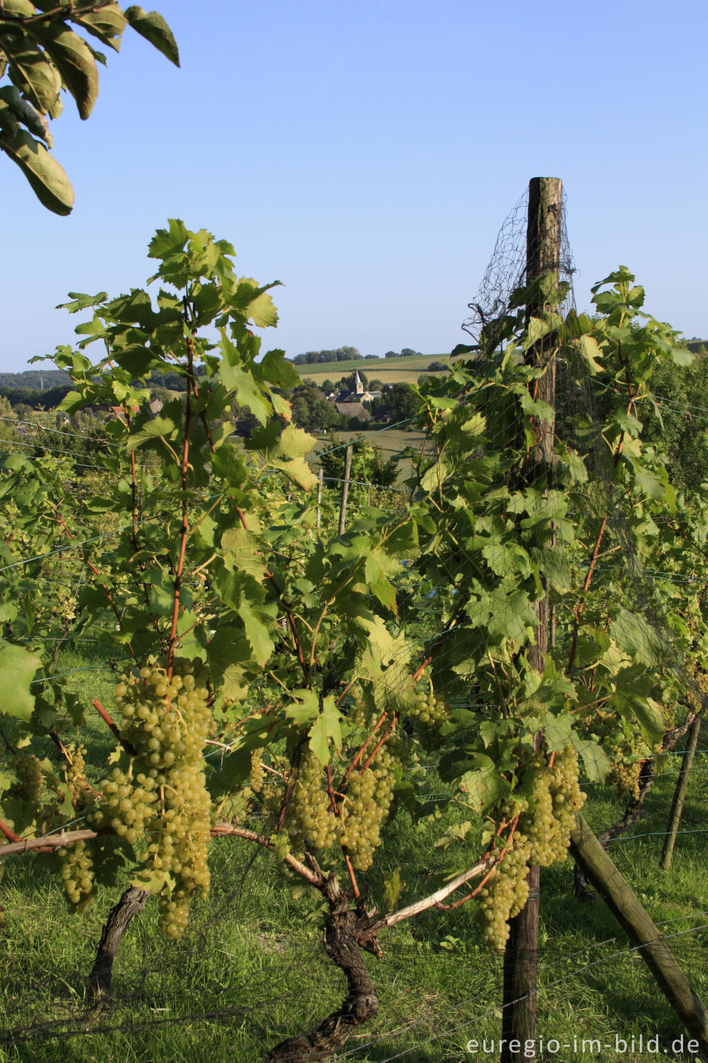 Detailansicht von Weinanbau in Südlimburg, im Hintergrund Wahlwiller