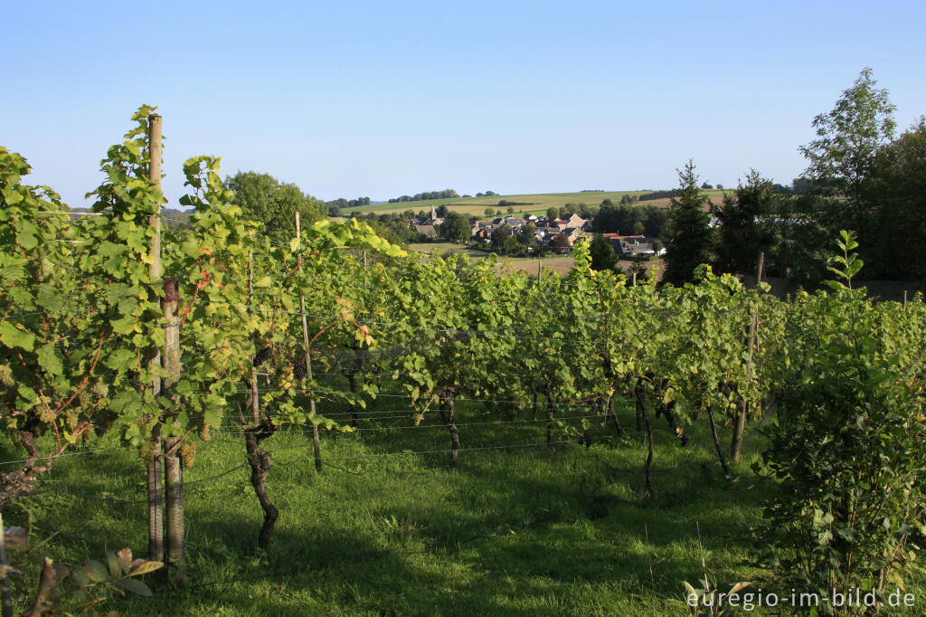 Detailansicht von Weinanbau in Südlimburg, im Hintergrund Wahlwiller