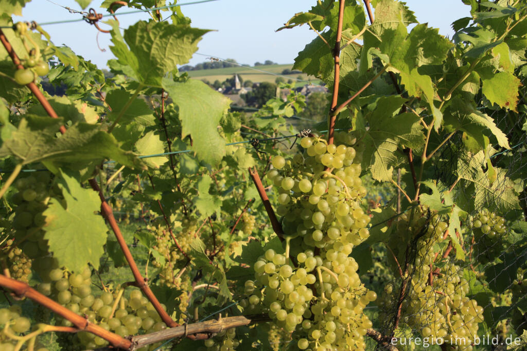 Detailansicht von Weinanbau in Südlimburg, im Hintergrund Wahlwiller