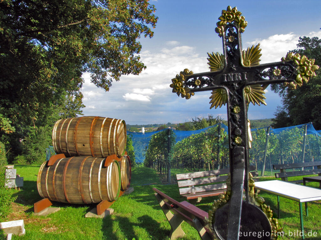 Detailansicht von Weinberg der Abtei Rolduc, Kerkrade, NL