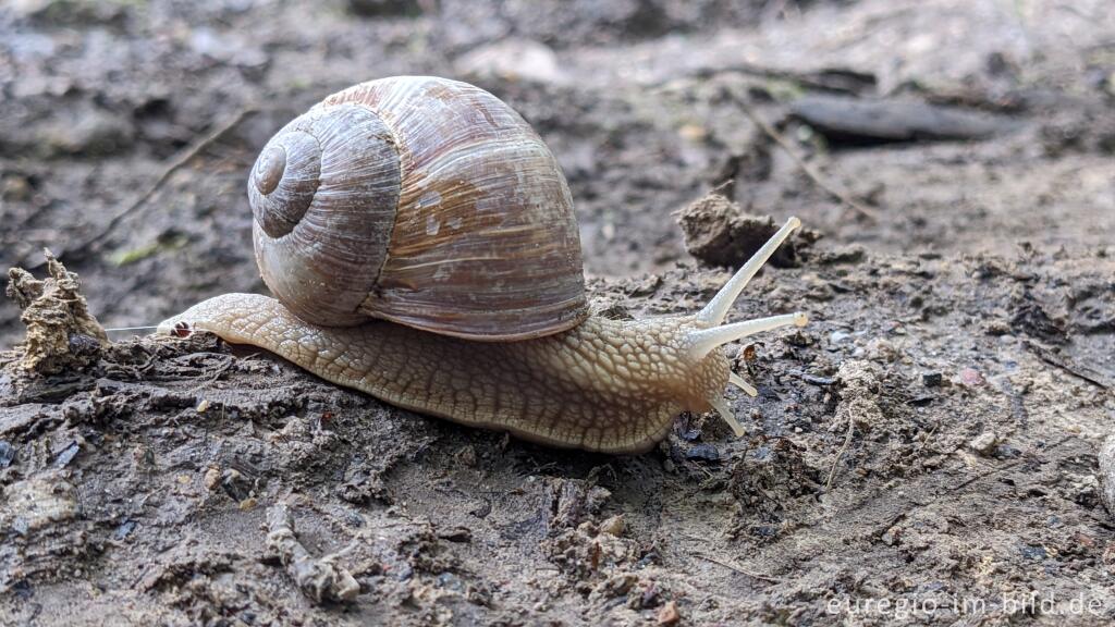 Detailansicht von Weinbergschnecke (Helix pomatia)