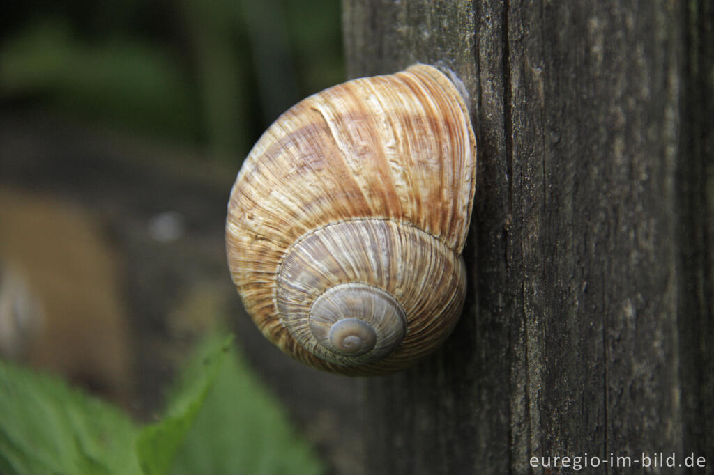 Detailansicht von Weinbergschnecke in einem Weinberg bei Wahlwiller, Südlimburg