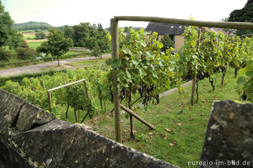 Detailansicht von Weingarten von Schloss Neercanne / Château Neercanne / Kasteel Agimont bei Maastricht