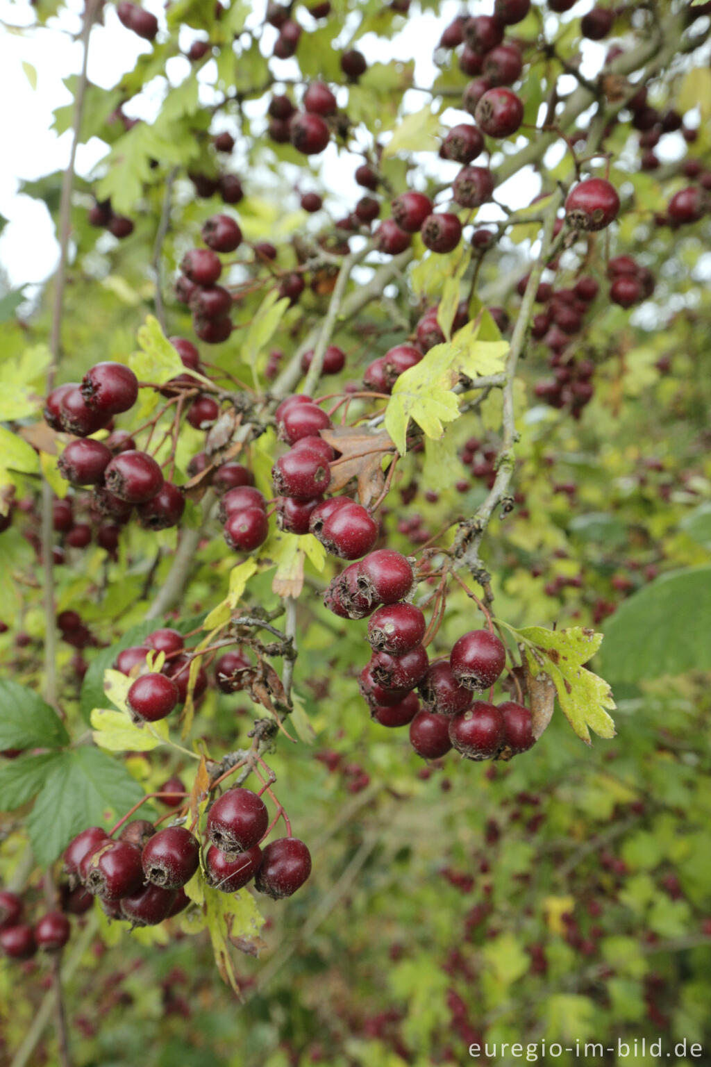 Detailansicht von Weißdorn (Crataegus) mit Früchten im Oktober