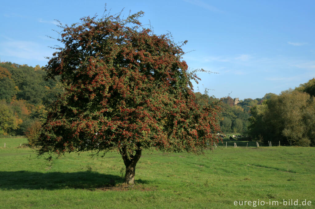 Detailansicht von Weißdorn mit Früchten, Wurmtal 