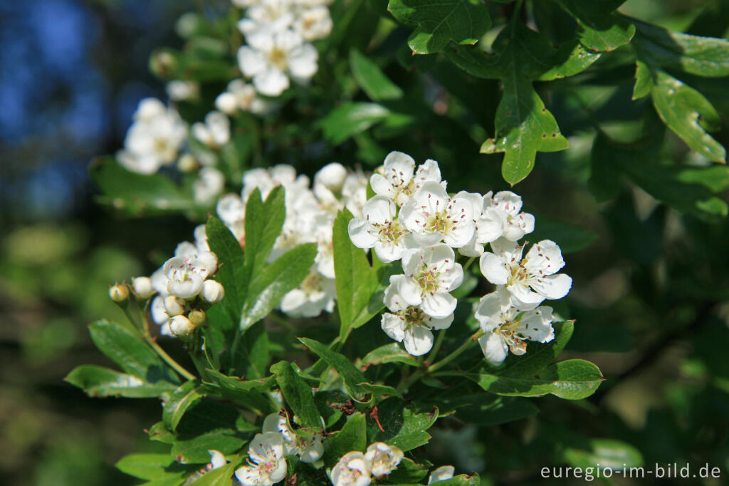 Detailansicht von Weißdornblüten