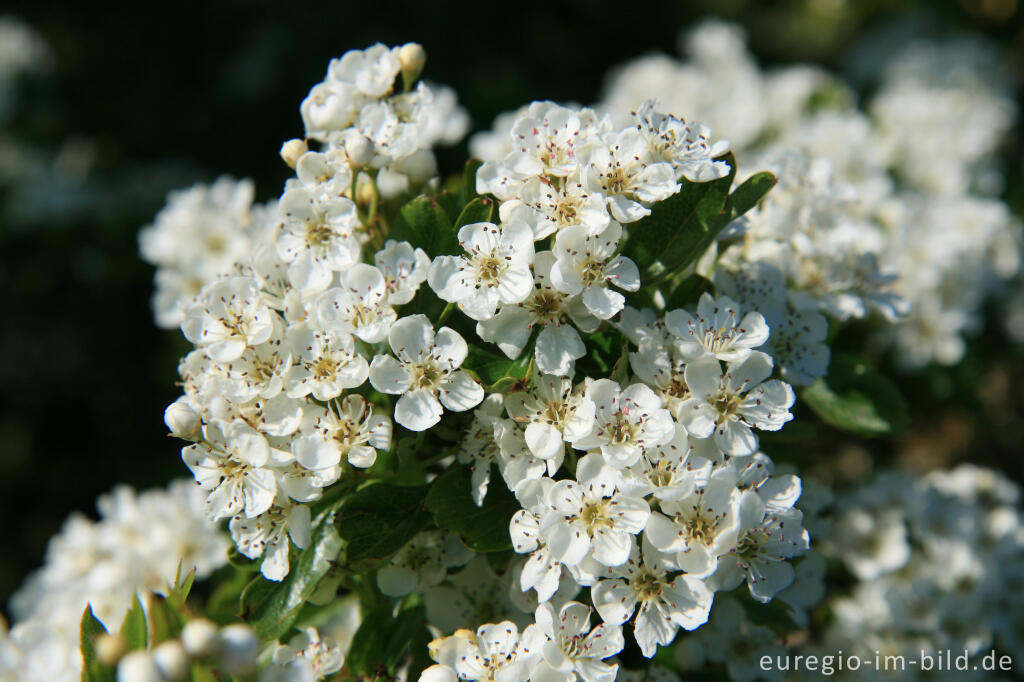 Detailansicht von Weißdornblüten