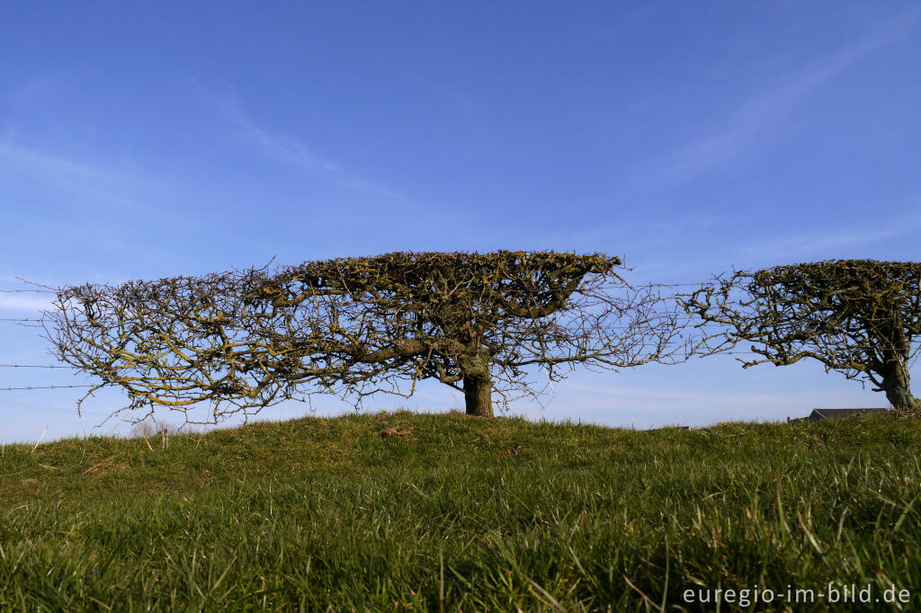 Detailansicht von Weißdornhecke bei Lontzen-Busch, Ostbelgien