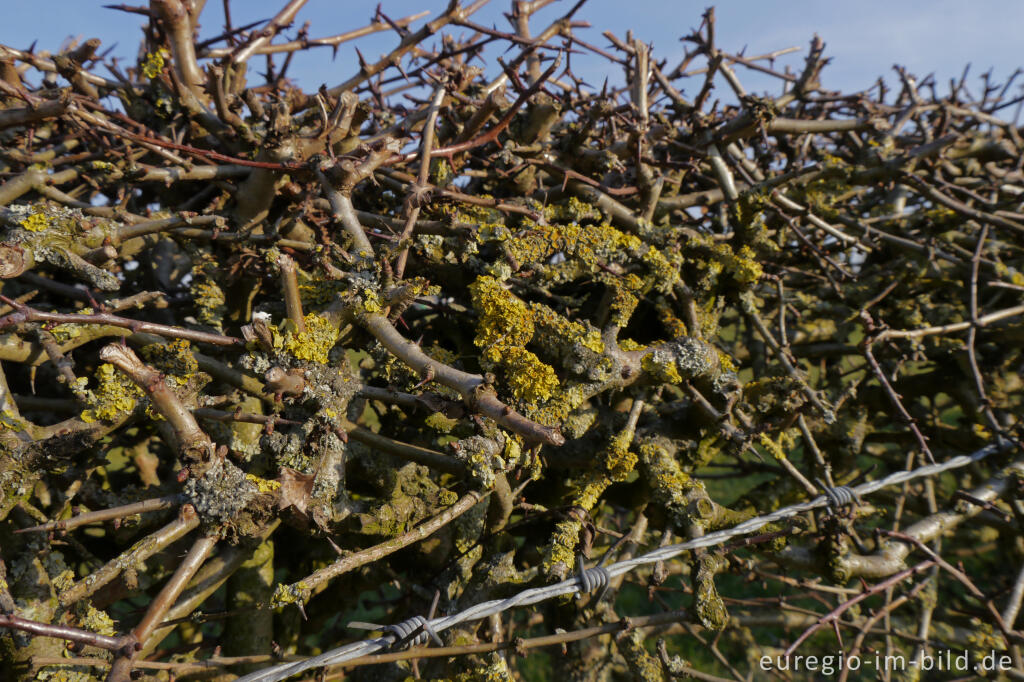 Detailansicht von Weißdornhecke bei Lontzen-Busch, Ostbelgien