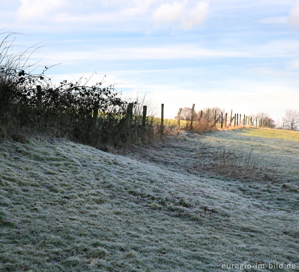 Detailansicht von Weissdornhecke im Vennvorland