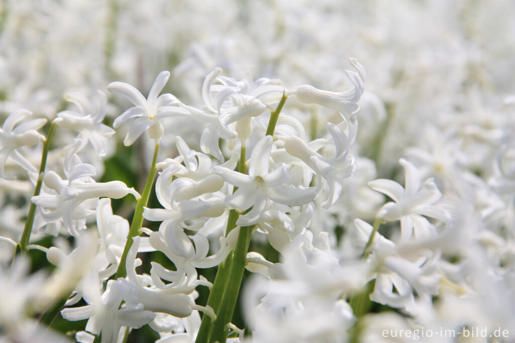 Detailansicht von Weiße Gartenhyazinthe, Hyacinthus orientalis